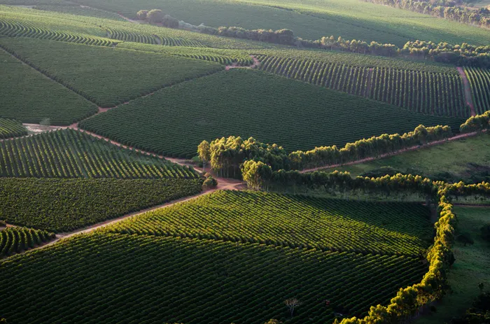 Rheingau und Rhein aus der Luft