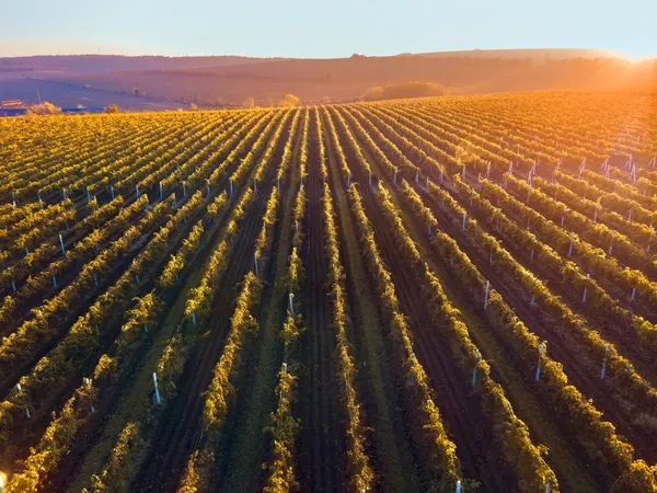 Weinberge im Rheingau